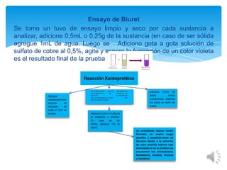 Ensayo de Biuret
Se tomo un tuvo de ensayo limpio y seco por cada sustancia a
analizar, adicione 0,5mL o 0,25g de la sustancia (en caso de ser sólida
agregue 1mL de agua. Luego se Adiciono gota a gota solución de
sulfato de cobre al 0,5%, agite y espere la formación de un color violeta
es el resultado final de la prueba
Reacción Xantoprotéica

Agregue
cuidadosamente
solución
de
hidróxido
de
sodio al 10% en
exceso..

Adicione 0,5ml de
ácido
nítrico
concentrado. Caliente
los tubos en baño de
maría.
Adicione 0,5ml ò 0,25g de
la sustancia a analizar.
En
caso
de
ser
sólida, agregue 1ml de
agua).
Un precipitado blanco recién
formado, se vuelve luego
amarillo y posteriormente se
disuelve dando a la solución
de color amarillo intenso casi
anaranjado si en la proteína se
encuentran los aminoácidos:
fenilalanina, tirosina, tiroxina
y triptófano

 