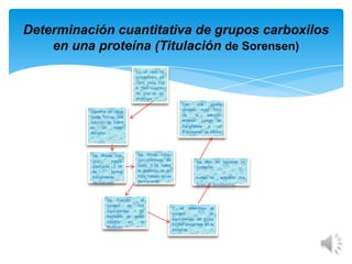 Determinación cuantitativa de grupos carboxilos
en una proteína (Titulación de Sorensen)

Con
una
pipeta
aforada, mida 10ml
de
la
solución
anterior. Luego se

Disuelva en agua
hasta formar una
solución de 100ml
en
un
balón
aforado.

Se Añade con
una
pipeta
graduada 5 ml
de
formol
previamente
neutralizado.

transfiérela

a
un
Erlenmeyer de 250ml

Se rotula como
con hidróxido de
sodio 0,1N hasta
la aparición de un
color rosado tenue
permanente.

Se Calculo
el
número
de
mili
equivalentes
de
hidróxido de sodio
usados
en
la
titulación.

Se dejo en reposos un
momento.
Luego se

aplicaron dos

gotas de fenolftaleína.

Y se determino el
número
de
equivalentes del grupo
COOH presentes en la
proteína.

 