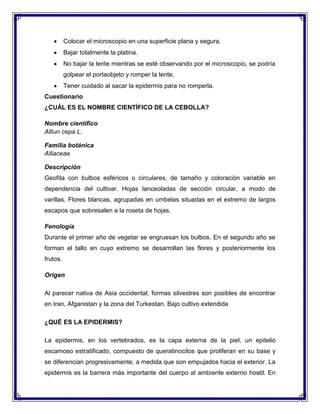 Colocar el microscopio en una superficie plana y segura.
Bajar totalmente la platina.
No bajar la lente mientras se esté observando por el microscopio, se podría
golpear el portaobjeto y romper la lente.
Tener cuidado al sacar la epidermis para no romperla.
Cuestionario
¿CUÁL ES EL NOMBRE CIENTÍFICO DE LA CEBOLLA?
Nombre científico
Alliun cepa L.
Familia botánica
Alliaceae
Descripción
Geofita con bulbos esféricos o circulares, de tamaño y coloración variable en
dependencia del cultivar. Hojas lanceoladas de sección circular, a modo de
varillas. Flores blancas, agrupadas en umbelas situadas en el extremo de largos
escapos que sobresalen a la roseta de hojas.
Fenología
Durante el primer año de vegetar se engruesan los bulbos. En el segundo año se
forman el tallo en cuyo extremo se desarrollan las flores y posteriormente los
frutos.
Origen
Al parecer nativa de Asia occidental, formas silvestres son posibles de encontrar
en Iran, Afganistan y la zona del Turkestan. Bajo cultivo extendida
¿QUÉ ES LA EPIDERMIS?
La epidermis, en los vertebrados, es la capa externa de la piel, un epitelio
escamoso estratificado, compuesto de queratinocitos que proliferan en su base y
se diferencian progresivamente, a medida que son empujados hacia el exterior. La
epidermis es la barrera más importante del cuerpo al ambiente externo hostil. En

 