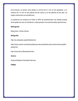 los humanos, su grosor varía desde un mínimo de 0,1 mm en los párpados, a un
máximo de 1,5 mm en las palmas de las manos y en las plantas de los pies. Su
origen embrionario es ectodérmico.
La epidermis se compone en hasta un 90% de queratinocitos, las células propias
de la epidermis que se mantienen unidas gracias a los denominados desmoronas
Bibliografía
Bioquímico. Carlos García
Webgrafia:
http://es.wikipedia.org/wiki/Epidermis
http://www.eucerin.com/es/la-piel/acerca-de-la-piel/estructura-interna-de-la-piel/laepidermis/
http://www.sld.cu/fitomed/ceb.html
Autora:
Andrea Estefanía Gonzales Ramírez
FIRMA:

 