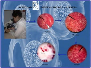 ACTIVIDAD : OBSERVACIÓN DE LA MUESTRA
Profase
Metafase
AnafaseTelofase
 