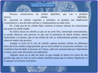 Análisis de Resultados
Proceso característico de células diploides, que van a producir
nuevas células diploides.
Se presenta en células vegetales y anímales, se produce una duplicación
cromosómica y una división nuclear y citoplasmática en cada ciclo.
En Cada una de las células hijas contiene el mismo número de cromosomas
que posee la célula madre.
Se utiliza raíces de cebolla ya que en un corte fino, tensionado correctamente,
se puede observar este proceso ya que por la presencia de pared celular, matriz
intracelular y el núcleo, que en las células de raíz es, relativamente grande, se puede
observar mejor este proceso.
Aunque el corte de la raíz de cebolla captura muchas células en diferentes
fases del ciclo celular, tenga presente que el ciclo celular es un proceso continuo. Los
científicos han dividido el proceso en 5 fases, cada una caracterizada por importantes
eventos, pero estas divisiones son arbitrarias.
Algunas veces no se dan las fases ya que cunado se hacen los cortes de raíz
pueden que esta no este en ciclo celular, también puede que el carnoy (fijador)no se
le agrego en las horas necesarias.
 
