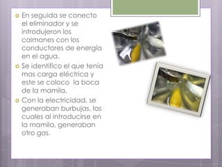    En seguida se conecto
    el eliminador y se
    introdujeron los
    caimanes con los
    conductores de energía
    en el agua.
   Se identifico el que tenia
    mas carga eléctrica y
    este se coloco la boca
    de la mamila.
   Con la electricidad, se
    generaban burbujas, las
    cuales al introducirse en
    la mamila, generaban
    otro gas.
 
