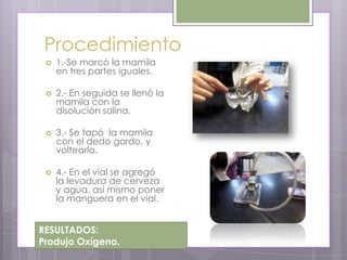 Procedimiento
    1.-Se marcó la mamila
     en tres partes iguales.

    2.- En seguida se llenó la
     mamila con la
     disolución salina.

    3.- Se tapó la mamila
     con el dedo gordo, y
     voltearla.

    4.- En el vial se agregó
     la levadura de cerveza
     y agua, así mismo poner
     la manguera en el vial.


RESULTADOS:
Produjo Oxígeno.
 