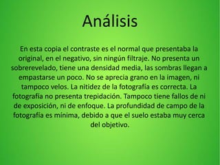 Análisis
En esta copia el contraste es el normal que presentaba la
original, en el negativo, sin ningún filtraje. No presenta un
sobrerevelado, tiene una densidad media, las sombras llegan a
empastarse un poco. No se aprecia grano en la imagen, ni
tampoco velos. La nitidez de la fotografía es correcta. La
fotografía no presenta trepidación. Tampoco tiene fallos de ni
de exposición, ni de enfoque. La profundidad de campo de la
fotografía es mínima, debido a que el suelo estaba muy cerca
del objetivo.
 