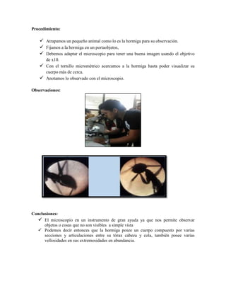 Procedimiento:

 Atrapamos un pequeño animal como lo es la hormiga para su observación.
 Fijamos a la hormiga en un portaobjetos,
 Debemos adaptar el microscopio para tener una buena imagen usando el objetivo
de x10.
 Con el tornillo micrométrico acercamos a la hormiga hasta poder visualizar su
cuerpo más de cerca.
 Anotamos lo observado con el microscopio.
Observaciones:

Conclusiones:
 El microscopio en un instrumento de gran ayuda ya que nos permite observar
objetos o cosas que no son visibles a simple vista
 Podemos decir entonces que la hormiga posee un cuerpo compuesto por varias
secciones y articulaciones entre su tórax cabeza y cola, también posee varias
vellosidades en sus extremosidades en abundancia.

 