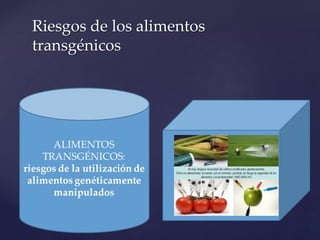 Riesgos de los alimentos
transgénicos
 