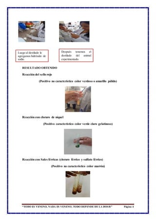 “TODO ES VENENO, NADA ES VENENO; TODO DEPENDE DE LA DOSIS” Página 4
RESULTADO OBTENIDO
Reacción del sello rojo
(Positivo no característico color verdoso o amarillo pálido)
Reacción con cloruro de níquel
(Positivo característico color verde claro gelatinoso)
Reacción con Sales férricas (cloruro férrico y sulfato férrico)
(Positivo no característico color marrón)
Luego al destilado le
agregamos hidróxido de
sodio.
Después tenemos el
destilado del animal
experimentado.
 