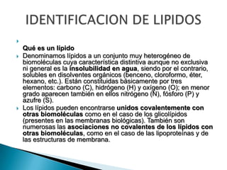 
Qué es un lípido
 Denominamos lípidos a un conjunto muy heterogéneo de
biomoléculas cuya característica distintiva aunque no exclusiva
ni general es la insolubilidad en agua, siendo por el contrario,
solubles en disolventes orgánicos (benceno, cloroformo, éter,
hexano, etc.). Están constituidas básicamente por tres
elementos: carbono (C), hidrógeno (H) y oxígeno (O); en menor
grado aparecen también en ellos nitrógeno (N), fósforo (P) y
azufre (S).
 Los lípidos pueden encontrarse unidos covalentemente con
otras biomoléculas como en el caso de los glicolípidos
(presentes en las membranas biológicas). También son
numerosas las asociaciones no covalentes de los lípidos con
otras biomoléculas, como en el caso de las lipoproteínas y de
las estructuras de membrana.
 