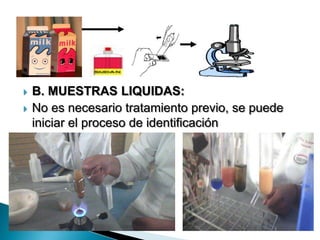  B. MUESTRAS LIQUIDAS:
 No es necesario tratamiento previo, se puede
iniciar el proceso de identificación
correspondiente.
 