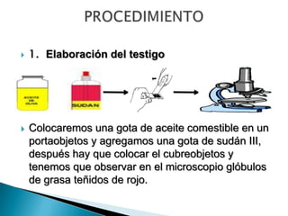  1. Elaboración del testigo
 Colocaremos una gota de aceite comestible en un
portaobjetos y agregamos una gota de sudán III,
después hay que colocar el cubreobjetos y
tenemos que observar en el microscopio glóbulos
de grasa teñidos de rojo.
 