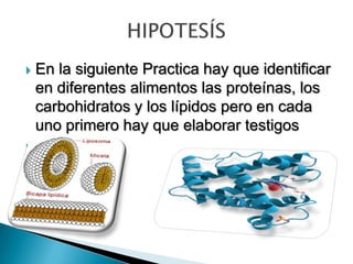  En la siguiente Practica hay que identificar
en diferentes alimentos las proteínas, los
carbohidratos y los lípidos pero en cada
uno primero hay que elaborar testigos
 Lípido
Proteína
 
