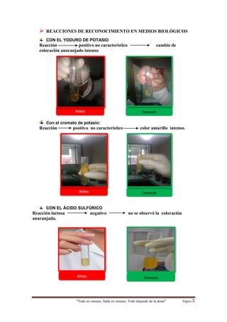 “Todo es veneno, Nada es veneno, Todo depende de la dosis“ Página 5
 REACCIONES DE RECONOCIMIENTO EN MEDIOS BIOLÓGICOS
CON EL YODURO DE POTASIO
Reacción positivo no característico cambio de
coloración anaranjado intenso
Con el cromato de potasio:
Reacción positivo no característico color amarillo intenso.
CON EL ÁCIDO SULFÚRICO
Reacción lactosa negativo no se observó la coloración
anaranjada.
Antes Después
Antes Después
DespuésAntes
 