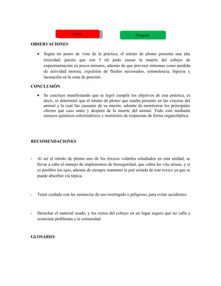 OBSERVACIONES
• Según mi punto de vista de la práctica, el nitrato de plomo presenta una alta
toxicidad, puesto que con 5 ml pudo causar la muerte del cobayo de
experimentación en pocos minutos, además de que provocó síntomas como perdida
de actividad motora, expulsión de fluidos necrosados, somnolencia, hipoxia y
laceración en la zona de punción .
CONCLUSIÓN
• Se concluye manifestando que se logró cumplir los objetivos de esta práctica, es
decir, se determinó que el nitrato de plomo que estaba presente en las vísceras del
animal y la cual fue causante de su muerte, además de monitorear los principales
efectos que caso antes y después de la muerte del animal. Todo esto mediante
ensayos químicos colorimétricos y monitoreo de respuestas de forma organoléptica.
RECOMENDACIONES
- Al ser el nitrato de plomo uno de los tóxicos volátiles estudiados en esta unidad, se
llevar a cabo el manejo de implementos de bioseguridad, que cubra las vías aéreas, y si
es posibles los ojos, además de siempre mantener la piel aislada de este toxico ya que se
puede absorber vía tópica.
- Tener cuidado con las sustancias de uso restringido o peligroso, para evitar accidentes.
- Desechar el material usado, y los restos del cobayo en un lugar seguro que no valla a
ocasionar problemas a la comunidad.
GLOSARIO:
AntesAntes Después
 