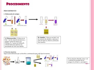PROCEDIMIENTO
PROCEDIMIENTO
1. Elaboración de testigos
2. Para las muestras
Sigue el procedimiento que se describe a continuación para cada tipo de muestra
A) Monosacaridos : Coloca en un
bial 1 ml de solución de dextrosa y
agrega 3 gotas de reactivo de
Felhing A y 3 gotas de Felhing B,
calienta hasta que aparezca un
precipitado de color rojo ladrillo.
B) Almidón. Coloca en un bial 1 ml
de solución de almidón y adiciona 2
gota de lugol (se observa coloración
azul marino).
De la solución obtenida, toma 1 ml
y realízale las pruebas de los
testigos (A y B de la actividad 1)
 