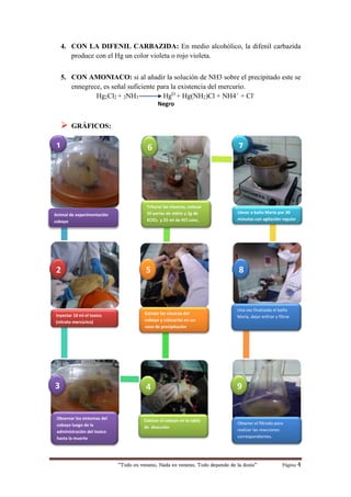 “Todo es veneno, Nada es veneno, Todo depende de la dosis“ Página 4
Negro
4. CON LA DIFENIL CARBAZIDA: En medio alcohólico, la difenil carbazida
produce con el Hg un color violeta o rojo violeta.
5. CON AMONIACO: si al añadir la solución de NH3 sobre el precipitado este se
ennegrece, es señal suficiente para la existencia del mercurio.
Hg2Cl2 + 2NH3 HgO
+ Hg(NH2)Cl + NH4+
+ Cl-
 GRÁFICOS:
Animal de experimentación
cobayo
Extraer las vísceras del
cobayo y colocarlas en un
vaso de precipitación
Inyectar 10 ml el toxico
(nitrato mercùrico)
Llevar a baño María por 30
minutos con agitación regular
Triturar las vísceras, colocar
50 perlas de vidrio y 2g de
KClO3 y 25 ml de HCl conc.
Observar los síntomas del
cobayo luego de la
administración del toxico
hasta la muerte
Una vez finalizado el baño
María, dejar enfriar y filtrar
Colocar al cobayo en la tabla
de disección
1
4
852
7
3
6
Obtener el filtrado para
realizar las reacciones
correspondientes.
9
 
