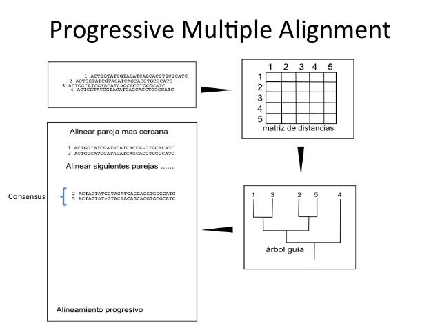 multiple alignment