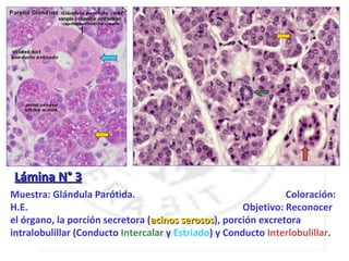 Lámina N° 3
Muestra: Glándula Parótida.                                      Coloración:
H.E.                                                   Objetivo: Reconocer
el órgano, la porción secretora (acinos serosos), porción excretora
                                         serosos
intralobulillar (Conducto Intercalar y Estriado) y Conducto Interlobulillar.
 