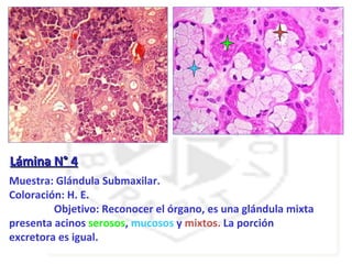 Lámina N° 4
Muestra: Glándula Submaxilar.
Coloración: H. E.
         Objetivo: Reconocer el órgano, es una glándula mixta
presenta acinos serosos, mucosos y mixtos. La porción
excretora es igual.
 
