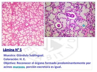 Lámina N° 5
Muestra: Glándula Sublingual.
Coloración: H. E.
Objetivo: Reconocer el órgano formado predominantemente por
acinos mucosos, porción excretora es igual.
       mucosos
 