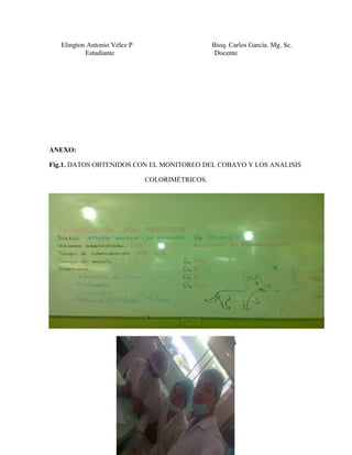 Elington Antonio Vélez P Bioq. Carlos García. Mg. Sc.
Estudiante Docente
ANEXO:
Fig.1. DATOS OBTENIDOS CON EL MONITOREO DEL COBAYO Y LOS ANALISIS
COLORIMÉTRICOS.
Fig.2. INTEGRANTES DEL GRUPO N° 4
 