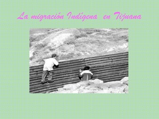La migración Indígena  en Tijuana 