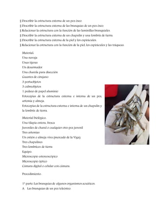 § Describir la estructura externa de un pez óseo.
§ Describir la estructura externa de las branquias de un pez óseo.
§ Relacionar la estructura con la función de las laminillas branquiales.
§ Describir la estructura externa de un chapulín y una lombriz de tierra.
§ Describir la estructura externa de la piel y los espiráculos.
§ Relacionar la estructura con la función de la piel, los espiráculos y las tráqueas.
Material:
Una navaja
Unas tijeras
Un desarmador
Una charola para disección
Guantes de cirujano
3 portaobjetos
3 cubreobjetos
1 pedazo de papel aluminio
Fotocopias de la estructura externa e interna de un pez,
artemia y almeja.
Fotocopias de la estructura externa e interna de un chapulín y
la lombriz de tierra.
Material biológico:
Una tilapia entera, fresca
Juveniles de charal o cualquier otro pez juvenil
Tres artemias
Un ostión o almeja viva (mercado de la Viga).
Tres chapulines
Tres lombrices de tierra
Equipo:
Microscopio estereoscópico
Microscopio óptico
Cámara digital o celular con cámara.
Procedimiento:
1ª parte: Las branquias de algunos organismos acuáticos.
A. Las branquias de un pez teleósteo.
 