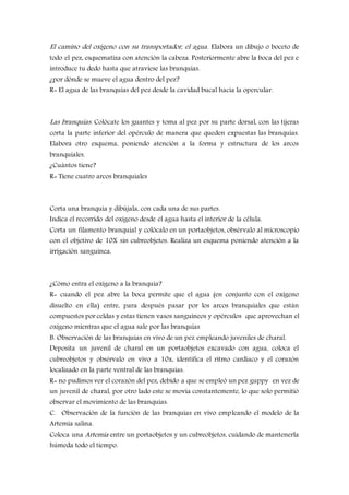 El camino del oxígeno con su transportador, el agua. Elabora un dibujo o boceto de
todo el pez, esquematiza con atención la cabeza. Posteriormente abre la boca del pez e
introduce tu dedo hasta que atraviese las branquias.
¿por dónde se mueve el agua dentro del pez?
R= El agua de las branquias del pez desde la cavidad bucal hacia la opercular.
Las branquias. Colócate los guantes y toma al pez por su parte dorsal, con las tijeras
corta la parte inferior del opérculo de manera que queden expuestas las branquias.
Elabora otro esquema, poniendo atención a la forma y estructura de los arcos
branquiales.
¿Cuántos tiene?
R= Tiene cuatro arcos branquiales
Corta una branquia y dibújala, con cada una de sus partes.
Indica el recorrido del oxígeno desde el agua hasta el interior de la célula.
Corta un filamento branquial y colócalo en un portaobjetos, obsérvalo al microscopio
con el objetivo de 10X sin cubreobjetos. Realiza un esquema poniendo atención a la
irrigación sanguínea,
¿Cómo entra el oxígeno a la branquia?
R= cuando el pez abre la boca permite que el agua (en conjunto con el oxígeno
disuelto en ella) entre, para después pasar por los arcos branquiales que están
compuestos por celdas y estas tienen vasos sanguíneos y opérculos que aprovechan el
oxígeno mientras que el agua sale por las branquias
B. Observación de las branquias en vivo de un pez empleando juveniles de charal.
Deposita un juvenil de charal en un portaobjetos excavado con agua, coloca el
cubreobjetos y obsérvalo en vivo a 10x, identifica el ritmo cardiaco y el corazón
localizado en la parte ventral de las branquias.
R= no pudimos ver el corazón del pez, debido a que se empleó un pez guppy en vez de
un juvenil de charal, por otro lado este se movía constantemente, lo que solo permitió
observar el movimiento de las branquias.
C. Observación de la función de las branquias en vivo empleando el modelo de la
Artemia salina.
Coloca una Artemia entre un portaobjetos y un cubreobjetos, cuidando de mantenerla
húmeda todo el tiempo.
 