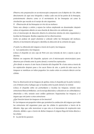 Observa esta preparación en un microscopio compuesto con el objetivo de 10x, obtén
directamente de aquí una fotografía e indica cada una de las partes de la branquia,
posteriormente observa como es el movimiento de las branquias así como la
circulación que sucede en el cuerpo de este organismo.
D. Observación de las branquias en vivo de un molusco.
Toma una almeja u ostión y separa las valvas empleando un desarmador, después
coloca al organismo abierto en una charola de disección con suficiente agua.
Con el microscopio de disección observa la estructura interna de estos organismos y
localiza las branquias. Realiza esquemas de tus observaciones.
Corta un pedazo de papel aluminio y colócalo sobre las branquias del molusco,
observa el movimiento del papel e identifica la dirección de la corriente de agua.
2ª parte: La obtención del oxígeno a través de la piel y las tráqueas.
A. Los espiráculos y las tráqueas.
Coloca el chapulín en una caja de Petri con una torunda de éter y espera a que se
duerma.
Elabora un esquema del chapulín, apóyate con el microscopio estereoscópico para
observar por el borde entre la parte dorsal y ventral los espiráculos.
¿Por dónde se mueve el aire hacia el interior del chapulín? R= el aire entra a través de
los espiráculos después pasa a los sacos llenos de aire, a partir de estos sacos, las
tráqueas se ramifican en tubos pequeños, los cuales están en contacto directo con las
células.
Para la observación de las tráqueas de quitina, toma el chapulín por la parte ventral y
con el bisturí corta el pliegue que se localiza entre la parte dorsal y la ventral.
Coloca el chapulín sobre un portaobjetos y localiza las tráqueas, notarás unas
estructuras blancas brillantes, con la navaja diséctalos y colócalos en un cubreobjetos y
observalas a 40x, notarás unos anillos quitinosos. Esquematiza las tráqueas, y el
órgano que esté junto a estas estructuras
¿Qué función tienen las traqueas en los insectos?
R= Las tráqueas son pequeños tubos que permiten la conducción del oxígeno por todas
las estructuras del organismo para que las células lo aprovechen a través de la
difusión. Algo que cabe mencionar es que esta es el mecanismo de respiración más
eficiente, debido a que a través de dichas tráqueas el oxígeno llega de forma directa a
las células
B. La piel de los gusanos.
 