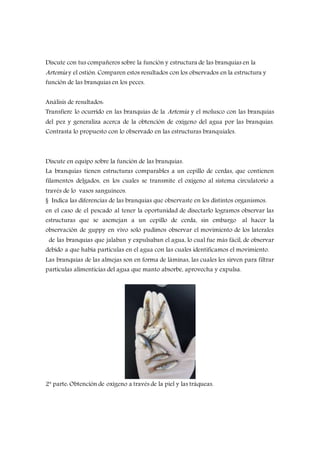 Discute con tus compañeros sobre la función y estructura de las branquias en la
Artemia y el ostión. Comparen estos resultados con los observados en la estructura y
función de las branquias en los peces.
Análisis de resultados:
Transfiere lo ocurrido en las branquias de la Artemia y el molusco con las branquias
del pez y generaliza acerca de la obtención de oxígeno del agua por las branquias.
Contrasta lo propuesto con lo observado en las estructuras branquiales.
Discute en equipo sobre la función de las branquias.
La branquias tienen estructuras comparables a un cepillo de cerdas, que contienen
filamentos delgados, en los cuales se transmite el oxígeno al sistema circulatorio a
través de lo vasos sanguíneos.
§ Indica las diferencias de las branquias que observaste en los distintos organismos.
en el caso de el pescado al tener la oportunidad de disectarlo logramos observar las
estructuras que se asemejan a un cepillo de cerda, sin embargo al hacer la
observación de guppy en vivo solo pudimos observar el movimiento de los laterales
de las branquias que jalaban y expulsaban el agua, lo cual fue más fácil, de observar
debido a que había partículas en el agua con las cuales identificamos el movimiento.
Las branquias de las almejas son en forma de láminas, las cuales les sirven para filtrar
partículas alimenticias del agua que manto absorbe, aprovecha y expulsa.
2ª parte: Obtención de oxígeno a través de la piel y las tráqueas.
 