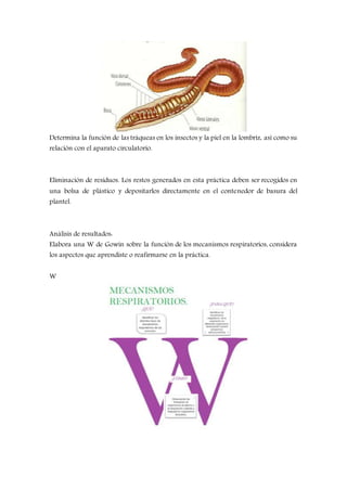 Determina la función de las tráqueas en los insectos y la piel en la lombriz, así como su
relación con el aparato circulatorio.
Eliminación de residuos. Los restos generados en esta práctica deben ser recogidos en
una bolsa de plástico y depositarlos directamente en el contenedor de basura del
plantel.
Análisis de resultados:
Elabora una W de Gowin sobre la función de los mecanismos respiratorios, considera
los aspectos que aprendiste o reafirmarse en la práctica.
W
 