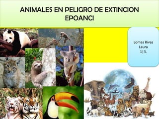 ANIMALES EN PELIGRO DE EXTINCION
            EPOANCI


                              Lomas Rivas
                                Laura
                                 1|3.
 