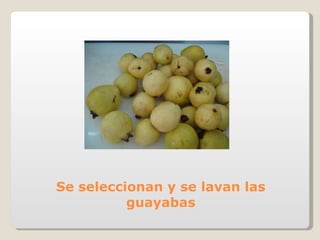 Se seleccionan y se lavan las guayabas 