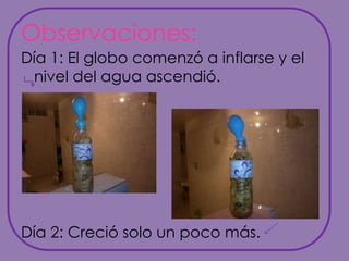 Observaciones:Día 1: El globo comenzó a inflarse y el nivel del agua ascendió.Día 2: Creció solo un poco más.