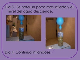 Día 3 : Se nota un poco mas inflado y el nivel del agua desciende.Día 4: Continúa inflándose.