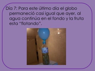 Día 7: Para este último día el globo permaneció casi igual que ayer, al agua continúa en el fondo y la fruta esta “flotando”.