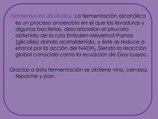 ·Fermentación alcohólica: La fermentación alcohólica es un proceso anaerobio en el que las levaduras y algunas bacterias, descarboxilan el piruvato obtenido de la ruta Embden-Meyerhof-Parnas (glicolisis) dando acetaldehído, y éste se reduce a etanol por la acción del NADH2 .Siendo la reacción global conocida como la ecuación de Gay-Lussac.Gracias a esta fermentación se obtiene vino, cerveza, tepache y pan. 