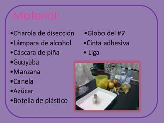 Material:•Charola de disección	     •Globo del #7•Lámpara de alcohol       •Cinta adhesiva•Cáscara de piña              • Liga•Guayaba•Manzana•Canela•Azúcar•Botella de plástico				           