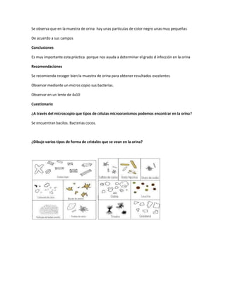 Se observa que en la muestra de orina hay unas partículas de color negro unas muy pequeñas
De acuerdo a sus campos
Conclusiones
Es muy importante esta práctica porque nos ayuda a determinar el grado d infección en la orina
Recomendaciones
Se recomienda recoger bien la muestra de orina para obtener resultados excelentes
Observar mediante un micros copio sus bacterias.
Observar en un lente de 4x10
Cuestionario
¿A través del microscopio que tipos de células microoranismos podemos encontrar en la orina?
Se encuentran bacilos. Bacterias cocos.
¿Dibuje varios tipos de forma de cristales que se vean en la orina?
 