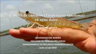 Cultivo de camarón (Litopenaeus vannamei)
en agua dulce.
UNIVERSIDAD DE NARIÑO
FACULTAD DE CIENCIAS PECUARIAS
DEPARTAMENTO DE RECURSOS HIDROBIOLOGICOS
Junio 12 del 2018
CAMARONERA MARBETH
 