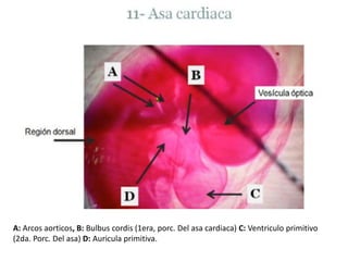 A: Arcos aorticos, B: Bulbuscordis (1era, porc. Del asa cardiaca) C: Ventriculo primitivo(2da. Porc. Del asa) D: Auricula primitiva. 