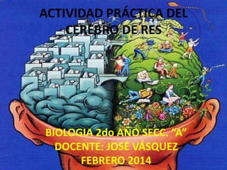 ACTIVIDAD PRÁCTICA DEL
CEREBRO DE RES

BIOLOGIA 2do AÑO SECC. “A”
DOCENTE: JOSÉ VÁSQUEZ
FEBRERO 2014

 
