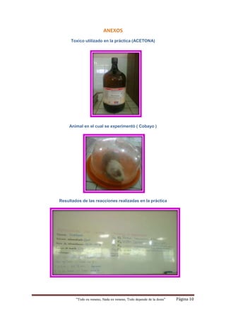 “Todo es veneno, Nada es veneno, Todo depende de la dosis“ Página 10
ANEXOS
Toxico utilizado en la práctica (ACETONA)
Animal en el cual se experimentó ( Cobayo )
Resultados de las reacciones realizadas en la práctica
 