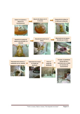 “Todo es veneno, Nada es veneno, Todo depende de la dosis“ Página 4
Observación de los órganos
afectados por el tóxico
Trituración de las vísceras, y
acidulación con Ac. tartárico
Colocación de la mezcla
en el balón de
destilación
Armar el
equipo de
destilación
Muerte del cobayo a la 1 h
11 minutos
Preparación de cobayo en
la tabla para la disección
Raspado de la pelaje del
cobayo, para proceder a la
disección
Disección del animal con el
bisturí
Proceder a la destilación
durante 30 min y
culminado esto se realiza
las reacciones de
reconocimiento
Colocar en el panema y
observar las
manifestaciones
v
 