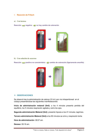 “Todo es veneno, Nada es veneno, Todo depende de la dosis“ Página 6
4. Reacción de Fritsch
a) Con lactosa
Reacción negativo no hay cambio de coloración
b) Con solución de sacarosa
Reacción positivo no característico cambio de coloración (ligeramente amarillo)
 OBSERVACIONES
Se observó tras la administración de cetona (10 ml.) por vía intraperitoneal en el
cobayo presentándose las siguientes manifestaciones:
Inicio de administración metanol (5ml): a los 4 minutos presento perdida del
equilibrio, los 5 minutos respiración agitada y cerro los ojos.
Segunda administración Metanol (5ml): presento hipoxia a los 41 minutos ,lagrimeo.
Tercera administración Metanol (5ml):a los 60 minutos se orino y respiración lenta
Hora de administración: 08:07 am.
Deceso: 09:18 am.
 