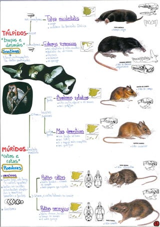 Practica claves egagropilas