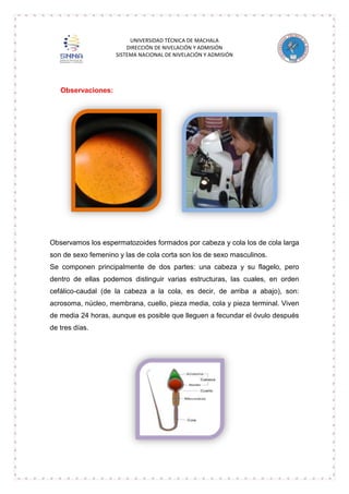 UNIVERSIDAD TÉCNICA DE MACHALA
DIRECCIÓN DE NIVELACIÓN Y ADMISIÓN
SISTEMA NACIONAL DE NIVELACIÓN Y ADMISIÓN

Observaciones:

Observamos los espermatozoides formados por cabeza y cola los de cola larga
son de sexo femenino y las de cola corta son los de sexo masculinos.
Se componen principalmente de dos partes: una cabeza y su flagelo, pero
dentro de ellas podemos distinguir varias estructuras, las cuales, en orden
cefálico-caudal (de la cabeza a la cola, es decir, de arriba a abajo), son:
acrosoma, núcleo, membrana, cuello, pieza media, cola y pieza terminal. Viven
de media 24 horas, aunque es posible que lleguen a fecundar el óvulo después
de tres días.

 