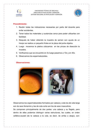 UNIVERSIDAD TÉCNICA DE MACHALA
DIRECCIÓN DE NIVELACIÓN Y ADMISIÓN
SISTEMA NACIONAL DE NIVELACIÓN Y ADMISIÓN

Procedimiento:
1. Recibir todas las indicaciones necesarias por parte del docente para
evitar accidentes.
2. Tener todos los materiales y sustancias cerca para poder utilizarlas con
facilidad.
3. Después de haber obtenido la muestra de semen son ayuda de un
hisopo se realiza un pequeño frotes en la placa del porta objetos.
4. Luego movemos la platina colocamos en las pinzas de disección la
muestra.
5. Verificamos que se encuentre en 4x luego pasamos a 10x y en 40x.
6. Observamos los espermatozoides.

Observaciones:

Observamos los espermatozoides formados por cabeza y cola los de cola larga
son de sexo femenino y las de cola corta son los de sexo masculinos.
Se componen principalmente de dos partes: una cabeza y su flagelo, pero
dentro de ellas podemos distinguir varias estructuras, las cuales, en orden
cefálico-caudal (de la cabeza a la cola, es decir, de arriba a abajo), son:

 