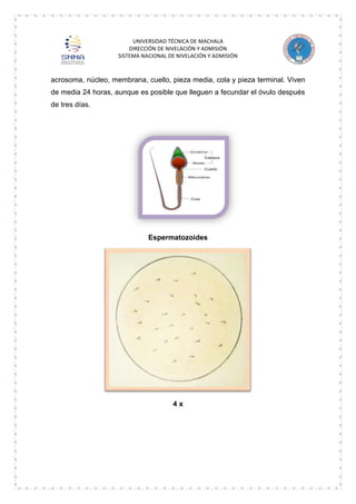 UNIVERSIDAD TÉCNICA DE MACHALA
DIRECCIÓN DE NIVELACIÓN Y ADMISIÓN
SISTEMA NACIONAL DE NIVELACIÓN Y ADMISIÓN

acrosoma, núcleo, membrana, cuello, pieza media, cola y pieza terminal. Viven
de media 24 horas, aunque es posible que lleguen a fecundar el óvulo después
de tres días.

Espermatozoides

4x

 