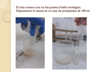 El tubo numero uno no fue puesto al baño serológico.
Depositamos la mezcla en un vaso de precipitados de 100 ml.
 